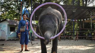 La esclavitud de los elefantes en Tailandia por el turismo animal | FOTOS Y VIDEO