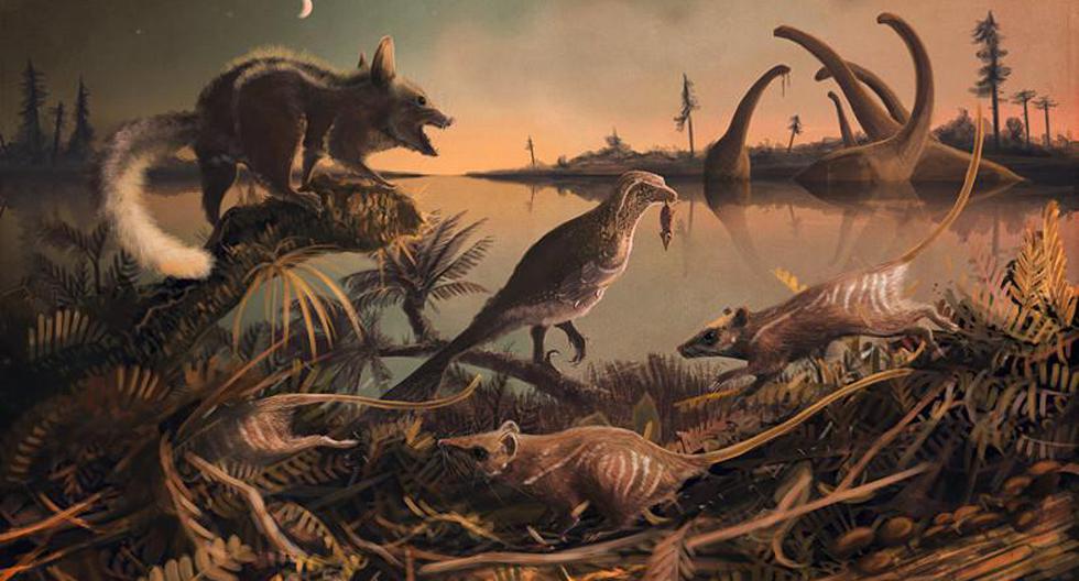 Estos animales primitivos probablemente eran nocturnos y se alimentaban de plantas y pequeños insectos. (Foto: University of Portsmouth)