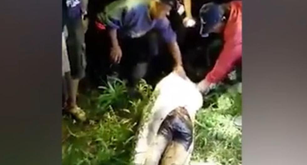 En Indonesia, una pitón se tragó a un hombre. (foto: captura)