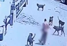 Chiclayo: más de 15 perros atacan y matan a vigilante en almacén