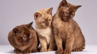 Las divertidas reacciones de unos gatos al ver un auto a control remoto