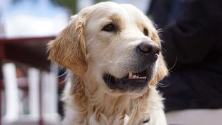 WUF: un perro hace algo sorprendente para saciar su voraz apetito