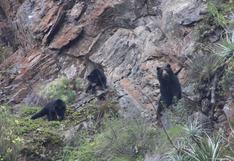 Machu Picchu: nuevo avistamiento de familia de osos andinos en el Santuario Histórico | FOTOS