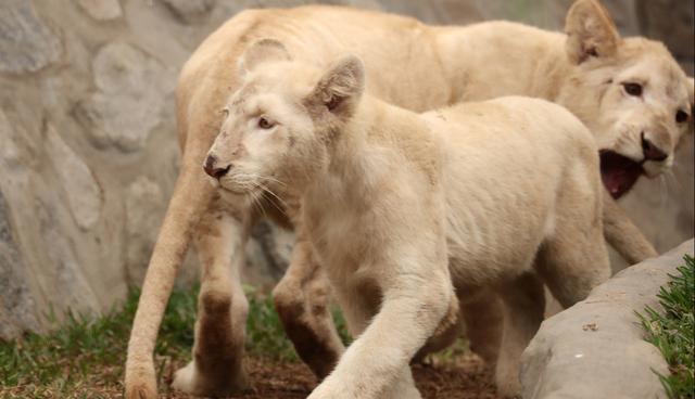 La pareja, una hembra y un macho de 4 y 5 meses de edad, se encuentran en el Zoológico de Huachipa. Se trata de una especie que está en peligro de extinción. (Foto: EFE)