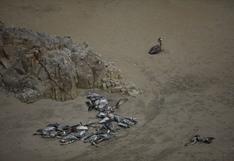 Gripe aviar en Perú: muerte de pelícanos aumentó a 4 mil en el litoral de Áncash, informa Senasa