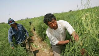 Mincetur: Lluvias no afectan niveles de agroexportación peruana
