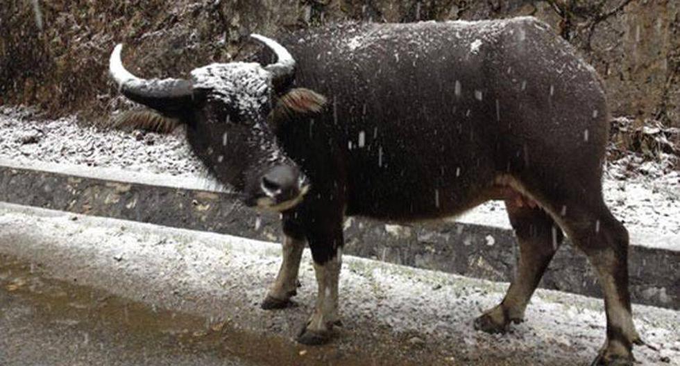Docenas de búfalos han muerto a causa de las bajas temperaturas. (Foto: vietnamnet.vn)