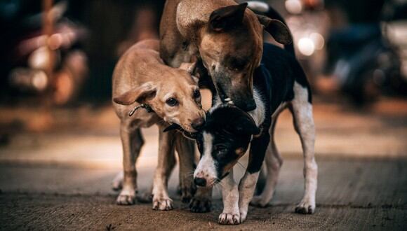 Unos perros sin hogar fueron la salvación de una pequeña abandonada a su suerte. (Foto: Pixabay/Referencial)