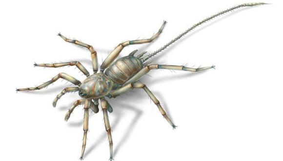 El nuevo insecto se parece a una araña al contar con colmillos, pedipalpos (el segundo par de apéndices de los arácnidos), cuatro patas para caminar y pinzones hiladores en la parte posterior. (Fuente: EFE)