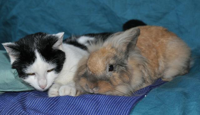 Conejo hizo hasta lo imposible para liberar a su amiga gata de su "prisión". (Crédito: Pixabay/Jessica Rodríguez Fatigatti en YouTube)
