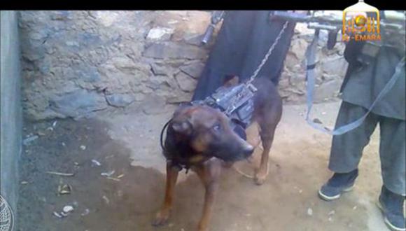 Talibanes capturan a perro que afirman es 'estadounidense'