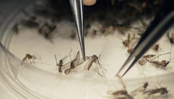 El zika podría también afectar el cerebro de los adultos