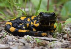 Científicos descubren que los humanos pueden regenerar sus tejidos como las salamandras
