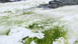 Cambio climático reverdecerá aún más la costa de la Antártida