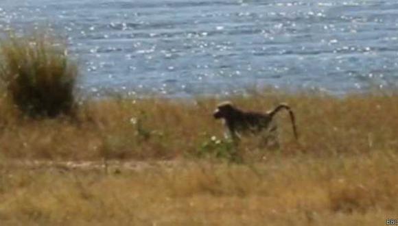 Robinson, el babuino más solitario del mundo