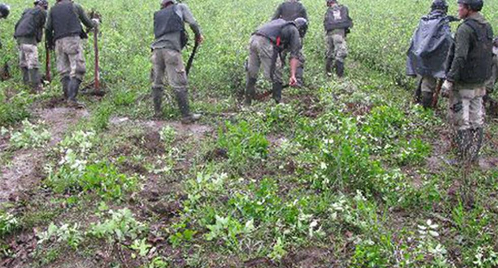 Perú ha erradicado casi 28.000 hectáreas de cocales ilegales en 2016, según informó el Ministerio del Interior. (Foto: Agencia Andina)