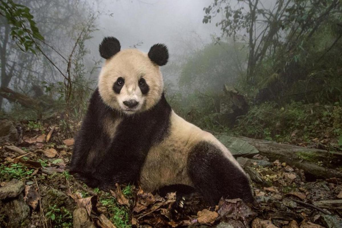 Los osos pandas volverán a casa: ¿está China cambiando su