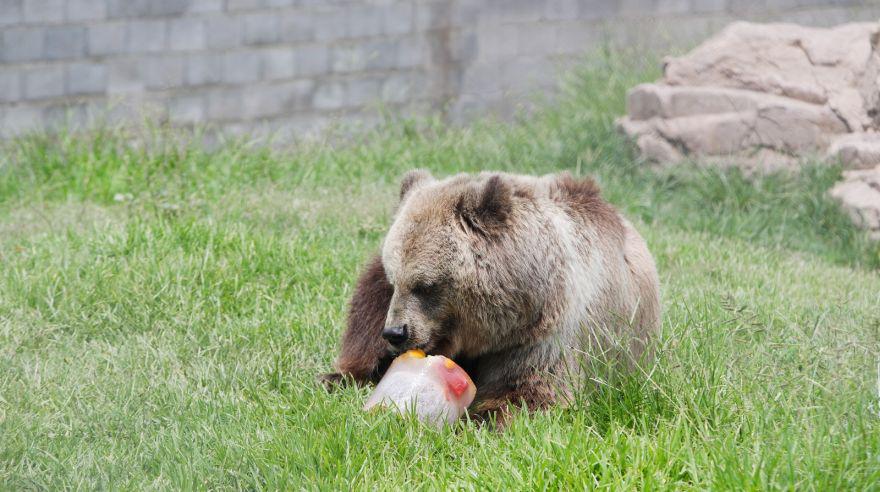 Parque de las Leyendas: animales comen dieta especial por calor - 1