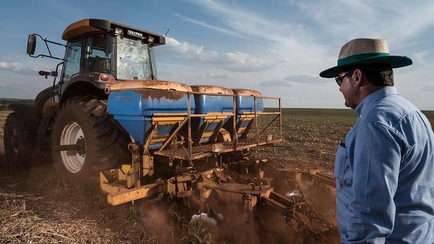 Farmer watching urea fertilization.