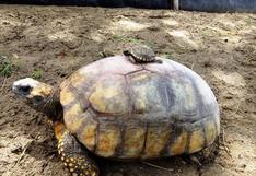 Piura: nace primera tortuga en cautiverio en zoológico de ciudad