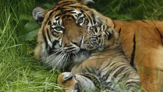 Zoológico inglés exhibe cachorros de tigre en peligro de extinción