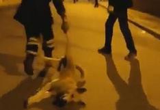 Marruecos: patrulla sanitaria mata a perros callejeros y lo graba