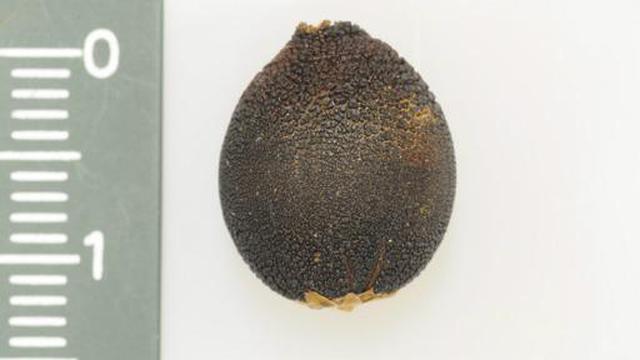 La semilla que se hace pasar por excremento para poder germinar - 2