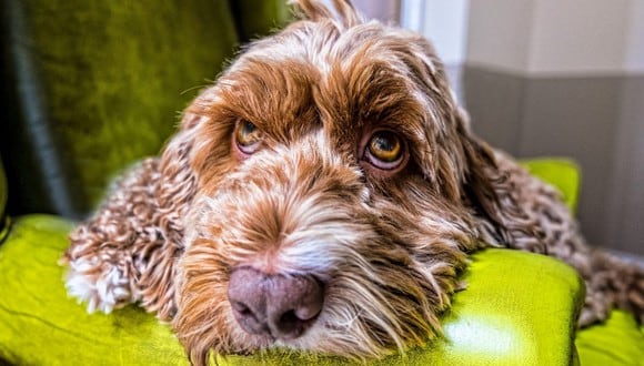 Si tu perro lleva más de un día con los ojos rojos, no dejes pasar esa señal.  (Foto: Pixabay)