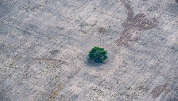 Deforestación en el Gran Chaco de Argentina. Foto: Greeenpeace.