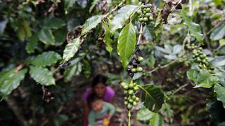 Los últimos reductos del café orgánico en la selva de Puno [CRÓNICA]