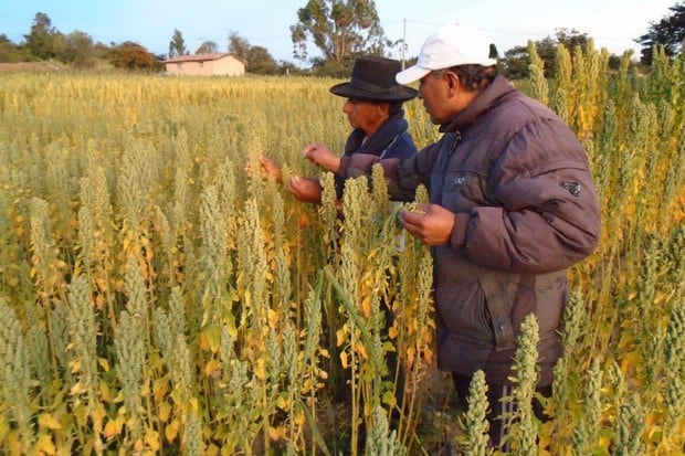 El millón de hogares beneficiados con el bono rural salió del cruce de información que tiene como base el padrón general de hogares que maneja el Estado peruano (Foto: Andina)
