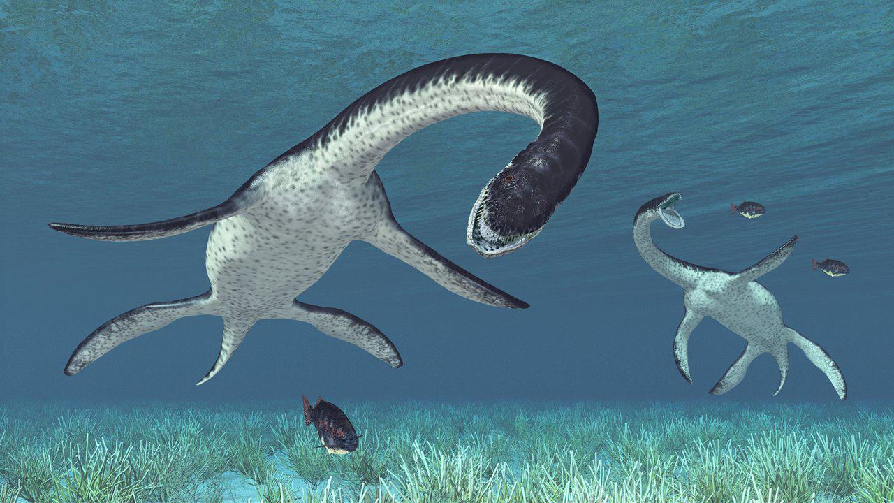 Los plesiosaurios podían mediar más de 10 metros y pesaban más de 10 toneladas. (Imagen: National Geographic)