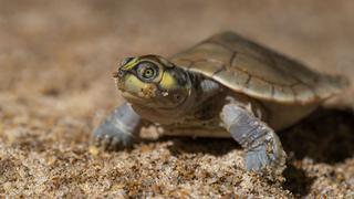 El sueño nonuya – muinane: el rescate de tortugas en el río Caquetá