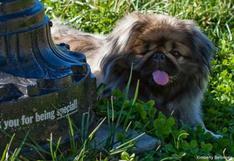 EEUU: conoce a ‘Bonzo’, el perrito que sobrevivió tras caer 11 pisos 