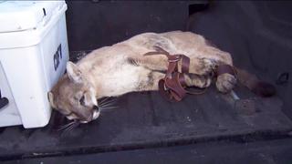 Capturan a puma que merodeaba en un barrio de California | VIDEO