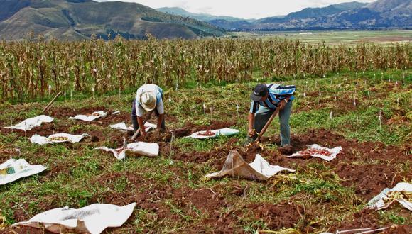 Se observó un destacado comportamiento en la producción de arroz cáscara que creció 7.3%. (Foto: Midagri)