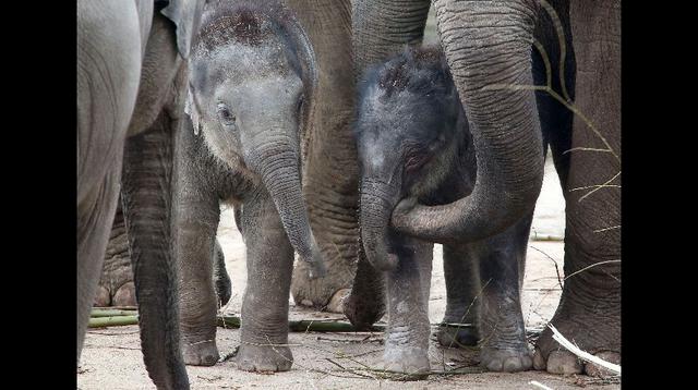 Elefante recién nacido conoce a su manada - 4