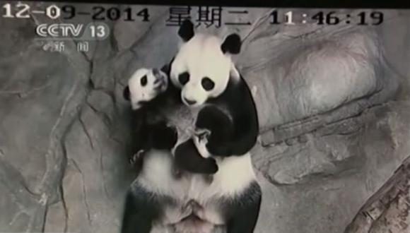 YouTube: Tierno reencuentro entre trillizos panda y su madre