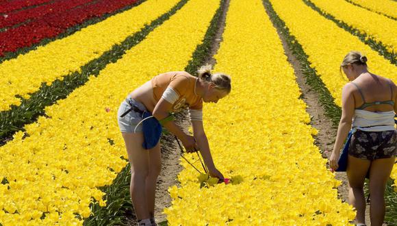 Los tulipanes son la flor más tradicional de Holanda. (Foto: EFE)