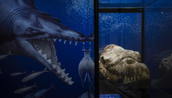 El fósil basilosaurio de Ocucaje es exhibido en el Museo de Historia Natural de San Marcos. (ERNESTO BENAVIDES / AFP)