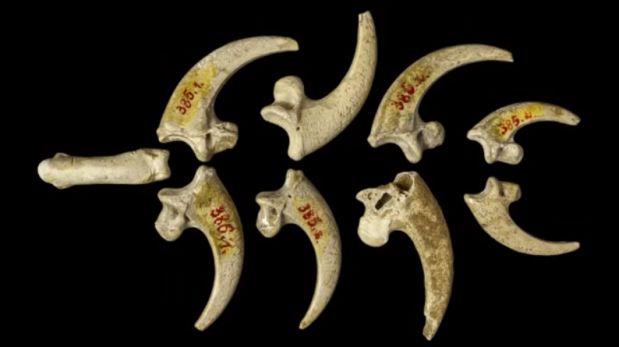 Los neandertales crearon las primeras joyas hace 130 mil años