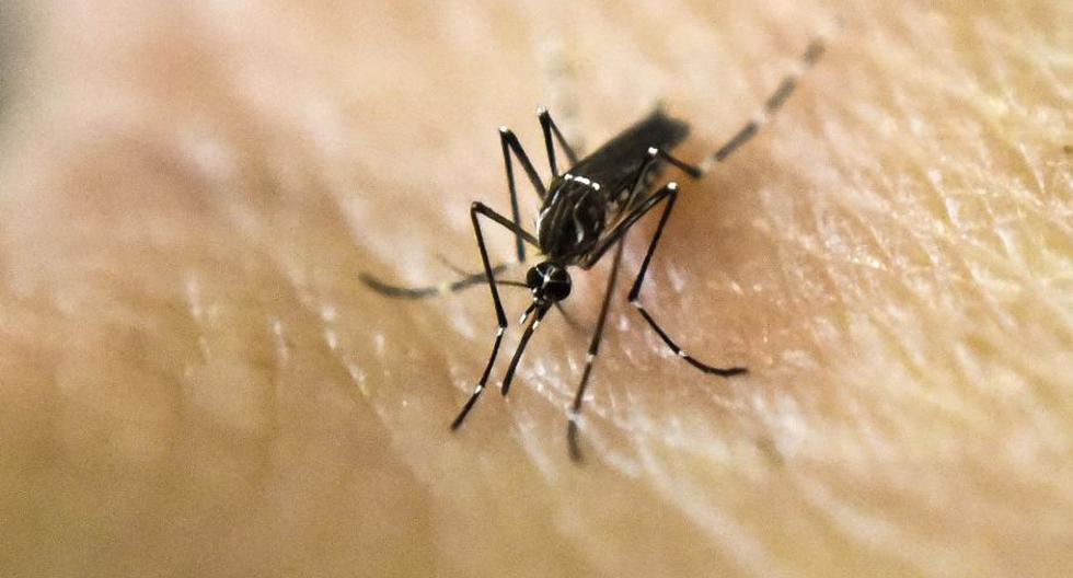 Un mosquito Aedes Aegypti en la piel humana en un laboratorio del Centro Internacional de Capacitación e Investigación Médica (CIDEIM) el 25 de enero de 2016. (Foto: AFP).
