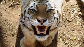 Cinco indonesios llevan tres días en un árbol para huir de tigres