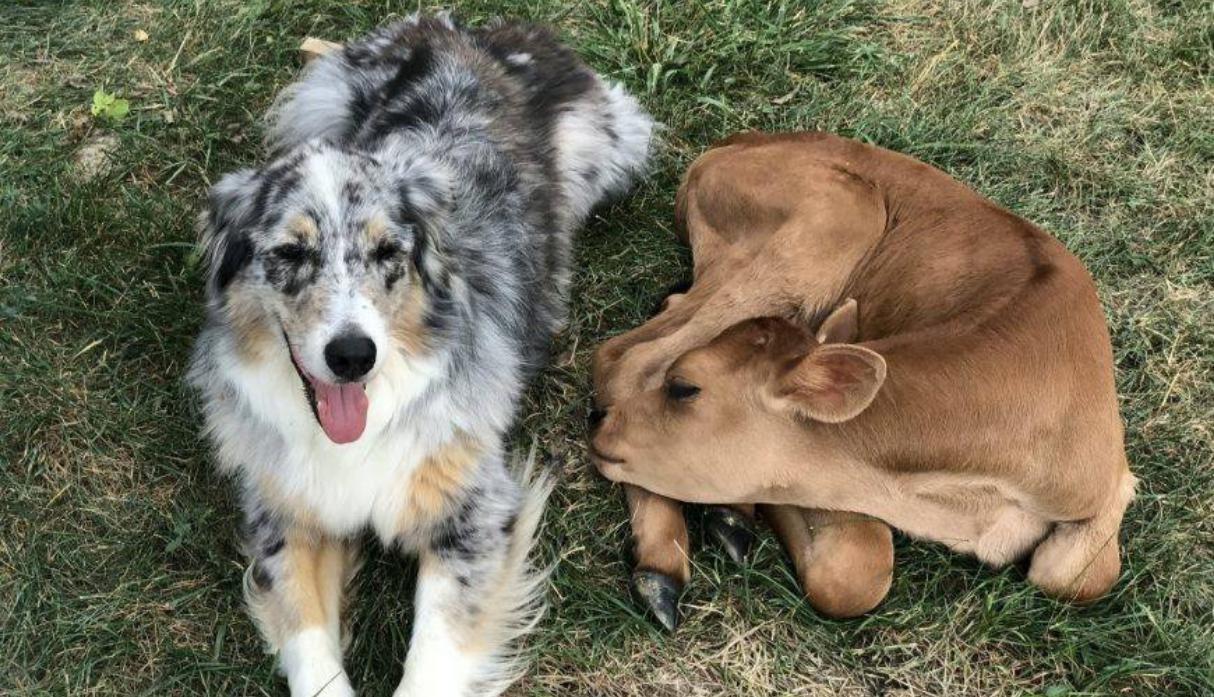 Lincoln, un perro de raza pastor australiano, y la vaca Calvin se convirtieron en grandes amigos desde el primer momento en que se vieron. (Fotos: The Dodo)