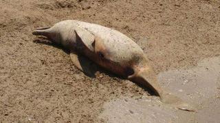 Loreto: 14 delfines rosados aparecieron muertos en ríos