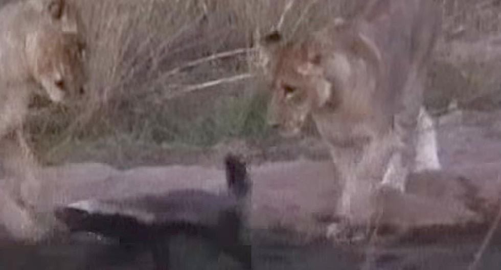 Como vemos en YouTube, el tejón parecía ser el almuerzo de los leones, hasta que reaccionó de una manera que dejó a todos sorprendidos. (Foto: Captura de YouTube)