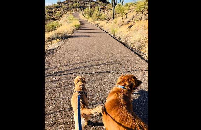Paula Godwin, de Arizona, decidió salir a caminar con sus dos mascotas y el paseo terminó peor de lo que ella esperaba. Todd ya se está recuperando. (Facebook)