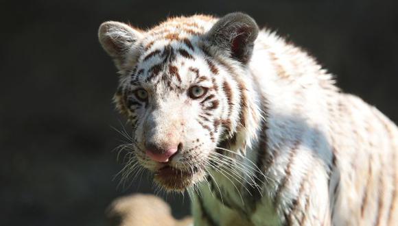 Gignac es un Tigre de Bengala,  especie en peligro de extinción.(Foto: EFE)