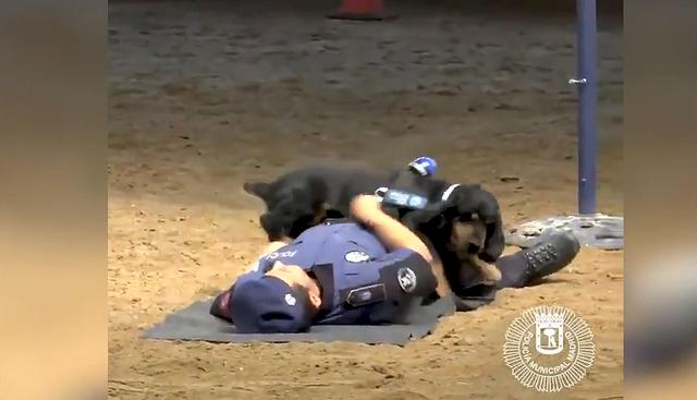 El nuevo video viral de Facebook viene causando sensación. El cachorro responde al nombre de Poncho y está entrenado para salvar a las personas.