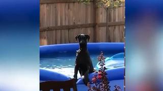 La divertida reacción de un perro al ser sorprendido por su dueño en la piscina